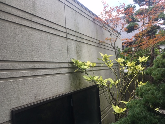 筑西市 外壁塗装前の植栽まわりの外壁汚れ